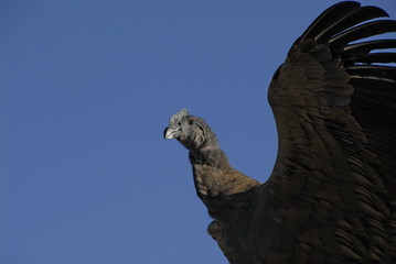 A captive condor on one of the Uros islands