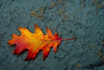 autumn leaf 2 - obrazy, fototapety, plakaty