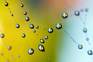 Fototapeta premium Necklace. Morning dew on a web.