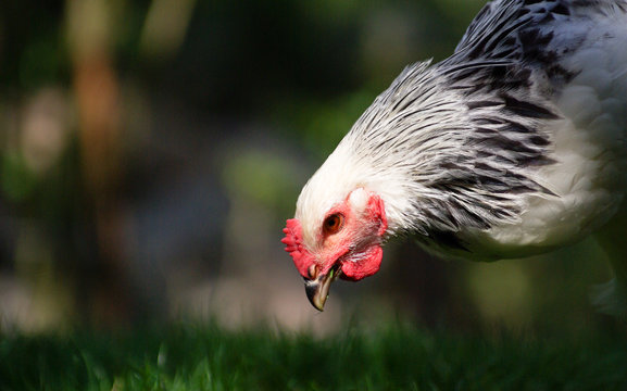 Coq en train de picorer