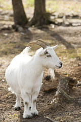 Obraz premium Billy goat