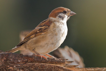 Feldspatz (Passer Montanus)
