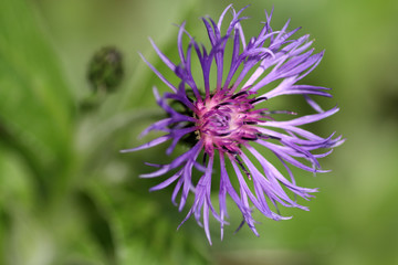 Purple Flower