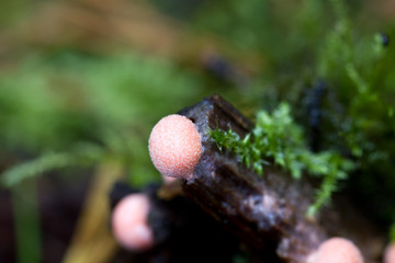 Fungus