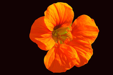 orange blüte einer kapuzinerkresse , freigestellt