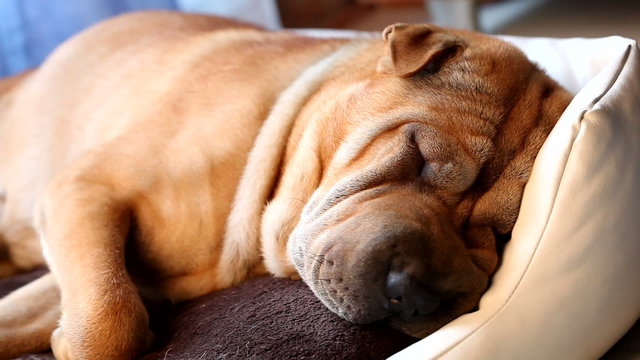sharpei dog sleeping