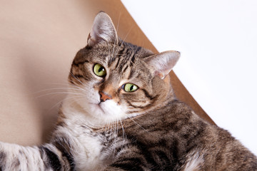 Dicke Katze auf dem Boden liegend