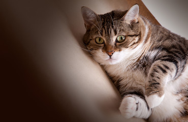 Dicke Katze auf dem Boden liegend