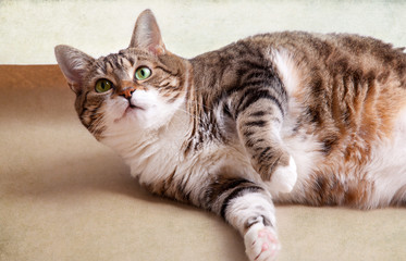Dicke Katze auf dem Boden liegend