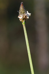 Grass Flower