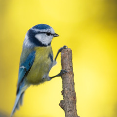 Blue tit on branch