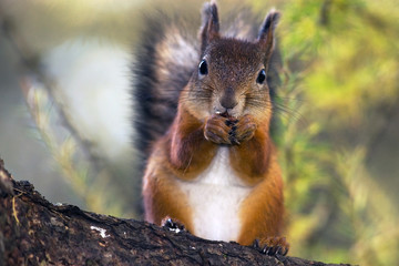 Naklejka na ściany i meble Squirrel eating nut
