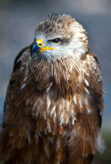 Europäischer Mäusebussard