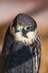 falcon