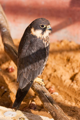 falcon