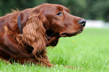 Irish red Setter