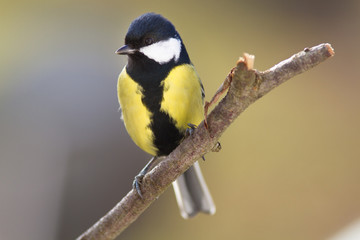 Kohlmeise (Parus major)