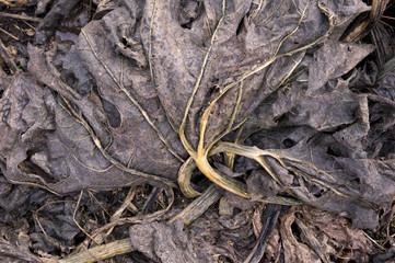 Rotting pieplant leave on a compost heap