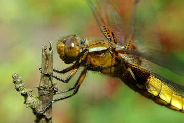 Dragonfly