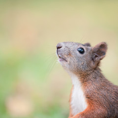 Squirrel portrait with a free space
