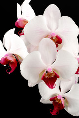 White orchid flower on black background