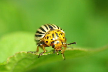 Colorado beetle