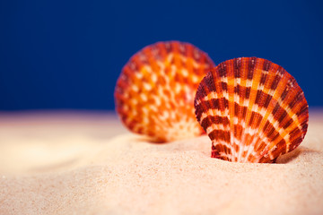 pink color light  seashell and real sand on a deep blue studio b