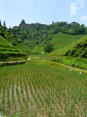 Naklejka premium Rizières