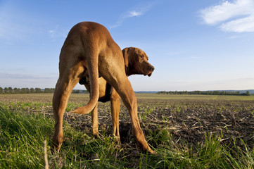 Dog (magyar Vizsla) from behind