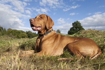 Dog (magyar Vizsla) at field