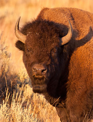 Bison Bull Stares back at Intruder, Yellowstone National Park