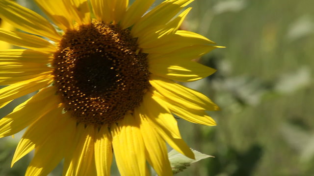 Single yellow sunflowers