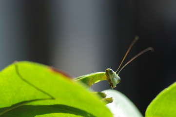葉っぱの上のカマキリ