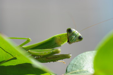 葉っぱの上のカマキリ
