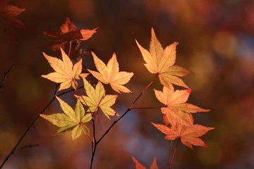 数枚のもみじ