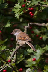 Whitethroat (Sylvia communis)