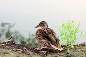 duck.