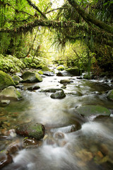 Naklejka na ściany i meble Stream in tropical jungle forest 