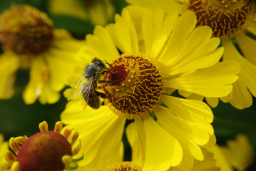 Bees in the field of flowers.