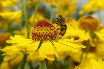 Bees in the field of flowers.