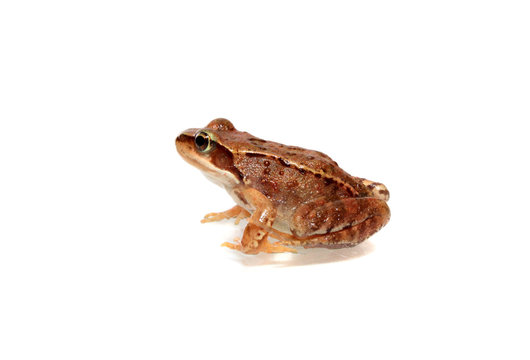 Brown frog, isolated.