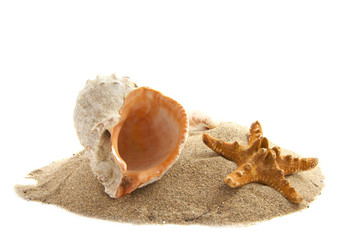 Shells island