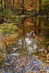 Woodsy river at autumn 11