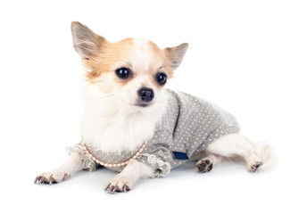 pretty Chihuahua dressed in fashionable dress