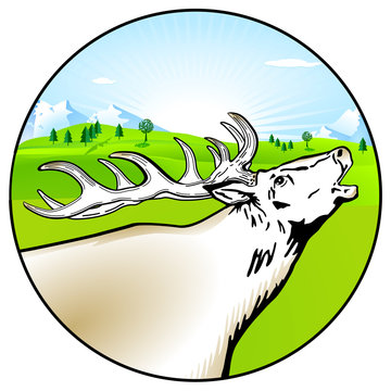 Hirsch in Landschaft