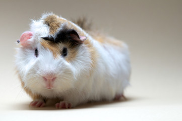 Guinea Pig