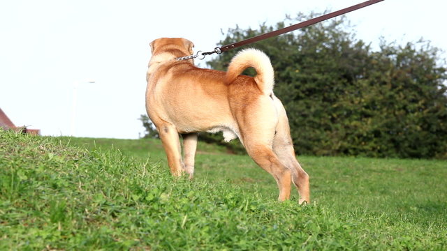sharpei dog bark in a park