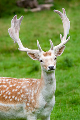 Fallow deer in the wilderness, Black Forest, Germany