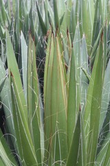 Obraz premium Agave filifera auf Gran Canaria
