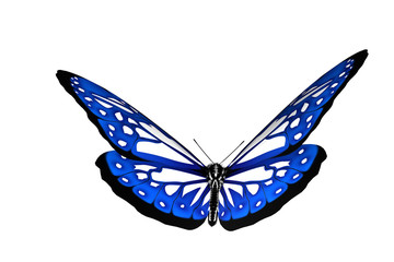 Beau papillon bleu isolé sur fond blanc